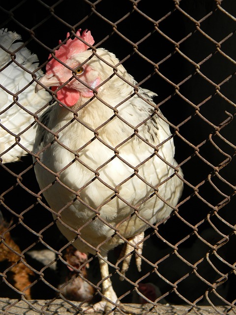 锋线霸王 锋线霸王